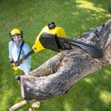 Best Tree Maintenance Programs  in Brandermill, VA