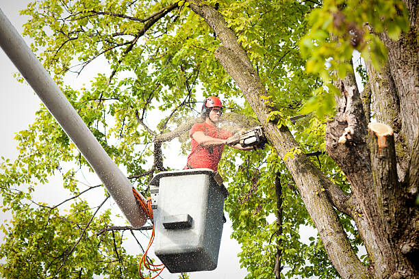 Best Storm Damage Tree Cleanup  in Brandermill, VA