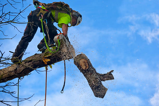 Best Utility Line Clearance  in Brandermill, VA